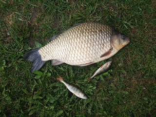 Prussian carp