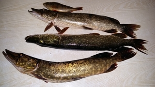 Northern Pike