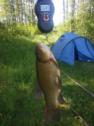 Tench