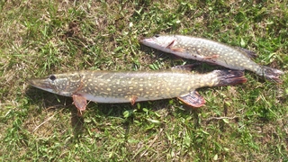 Northern Pike