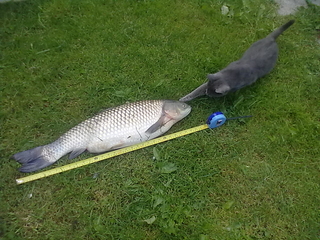 Grass carp