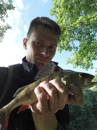Eurasian perch