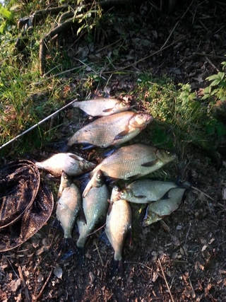 Carp bream