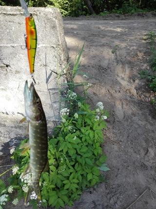 Northern Pike
