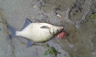 Carp bream