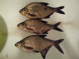Carp bream