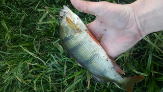 Eurasian perch