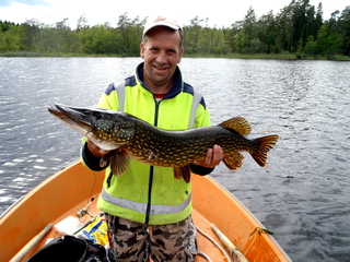 Northern Pike