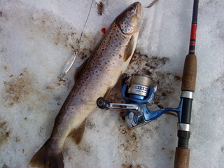 Brown Trout