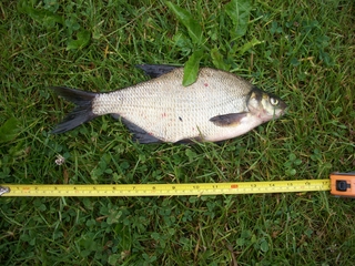 Carp bream