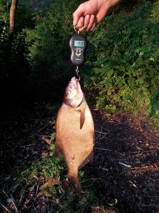 Carp bream