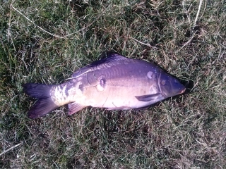 Mirror carp