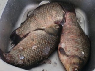 Prussian carp