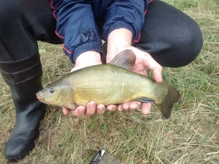 Tench