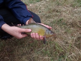Tench