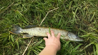 Northern Pike