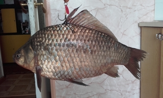 Prussian carp