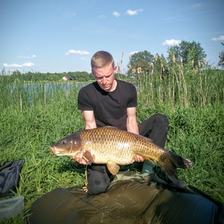Mirror carp