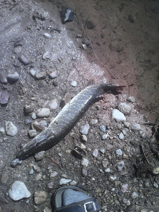 Northern Pike