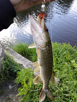 Northern Pike
