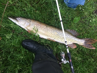 Northern Pike