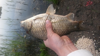 Prussian carp
