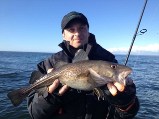 Atlantic cod