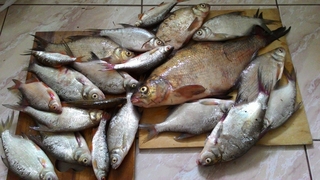Carp bream