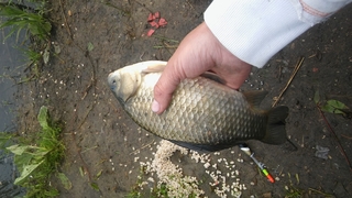 Prussian carp