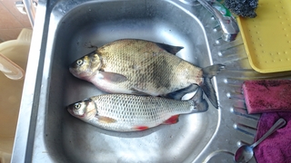 Carp bream