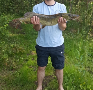 Northern Pike