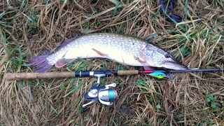 Northern Pike