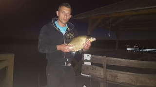 Carp bream