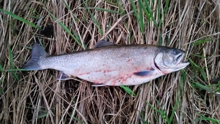 Brown Trout