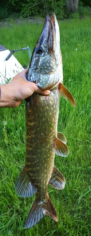 Northern Pike