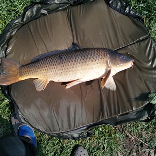 Mirror carp