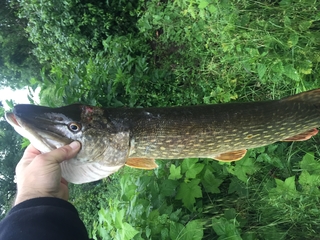 Northern Pike