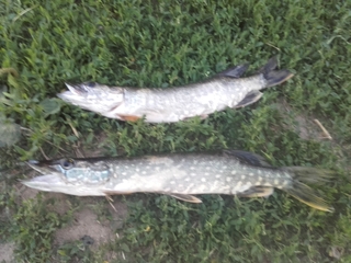Northern Pike