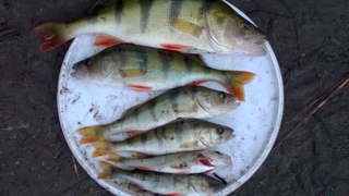 Eurasian perch