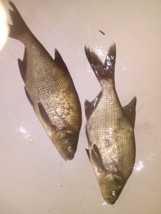 Carp bream