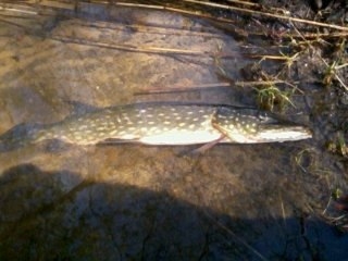 Northern Pike