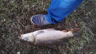 Mirror carp