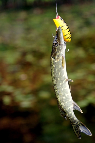 Northern Pike