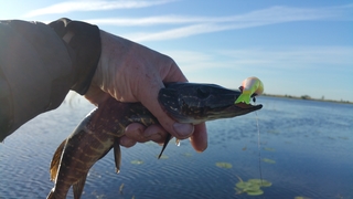 Northern Pike