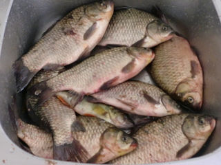 Prussian carp