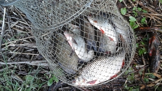 Carp bream