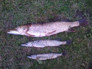 Northern Pike