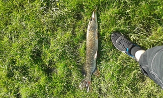 Northern Pike