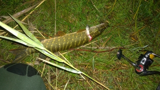 Northern Pike