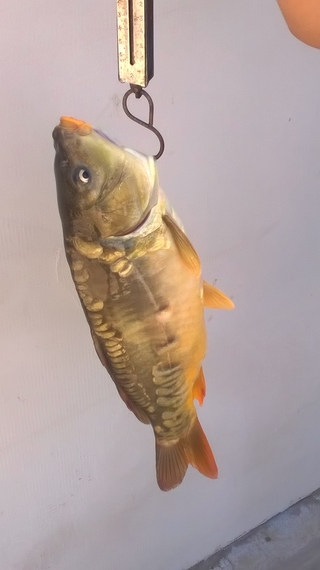Mirror carp